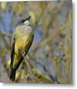 Cassin's Perch Metal Print