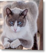 Cat On A Wooden Fence Metal Print