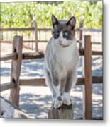 Cat On A Wooden Fence Post Metal Print