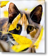 Cat On The Prowl Metal Print
