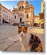 Cat Posing On Dubrovnik Street And Historic Architecture View Metal Print