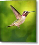 Hummingbird Catching Air Large Canvas Art, Canvas Print, Large Art, Large Wall Decor, Home Decor Metal Print