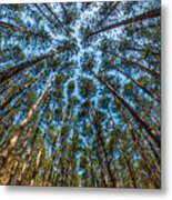 Cathedral In The Pines Metal Print