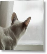 Cat In The Window Metal Print