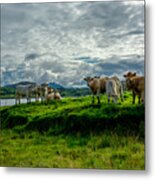 Cattle On Pasture In Ireland Metal Print