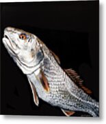 Caught In The Surf Redfish Metal Print