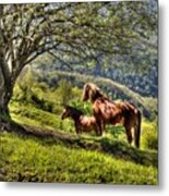 Cavalla Plains Horses - Cavalli Al Pian Della Cavalla Metal Print