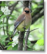 Cedar Wax Wing Metal Print