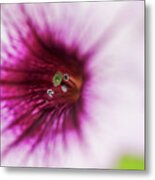 Center Focus Ii Metal Print