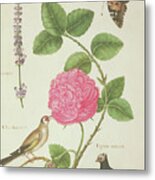Centifolia Rose, Lavender, Tortoiseshell Butterfly, Goldfinch And Crested Pigeon Metal Print