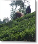 Ceylon Tea Pickers Metal Print