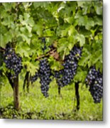Chardonnay Grape Cluster Metal Print