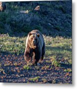 Charging Grizzly Metal Print