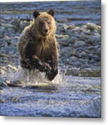 Chasing Salmon Metal Print