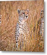 Cheetah Alpine Glow Metal Print