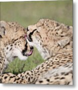 Cheetah Cubs Licking Metal Print