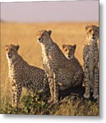 Cheetah Family Metal Print