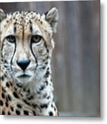 Cheetah Metal Print