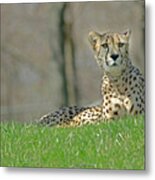 Cheetah Metal Print