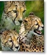 Cheetah Moods Metal Print