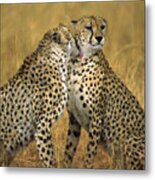 Cheetah Pair Grooming Metal Print