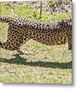 Cheetah Running Across Metal Print