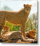 Cheetahs Three Metal Print