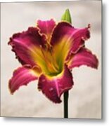 Cherokee Heritage Daylily Metal Print