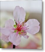 Cherry Blossom I Metal Print