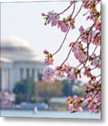 Cherry Blossoms And Jefferson Memorial Metal Print
