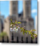 Cherry Blossoms And The City Metal Print