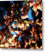 Cherry Blossoms At Sunset Metal Print