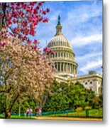 Cherry Blossoms At The Capitol Metal Print