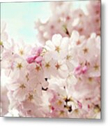 Cherry Blossoms Metal Print