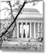 Cherry Tree And Jefferson Memorial Elegance Metal Print