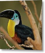 Chestnut Mandibled Toucan Metal Print