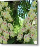 Chestnut Tree Flowers Metal Print