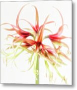 Chic Is Another Cybister Amaryllis. Metal Print