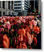 Chicago Tulips In Morning Sun Metal Print