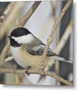 Chickadee-5 Metal Print