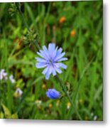 Chicory In The Morning Metal Print