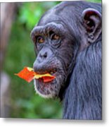 Chimpanzee Metal Print