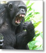 Chimpanzee Showing Off A Mouth Full Of Teeth Metal Print
