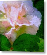 China Rose Metal Print