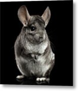 Chinchilla On Black Background Metal Print