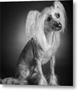 Chinese Crested - 03 Metal Print