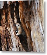 Chipmunk - Eager Arizona Metal Print