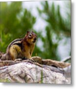 Chipmunk - 1 Metal Print