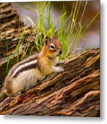 Chipmunk - 3 Metal Print