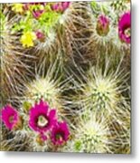 Cholla Cactus Blooms Metal Print